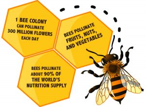 The buzz about bees: Greenpeace.org outlines the pros of honey bees for our ecosystem, and the damaging effects their decline may have. Graphic by Melina Esparza,  Photo Editor