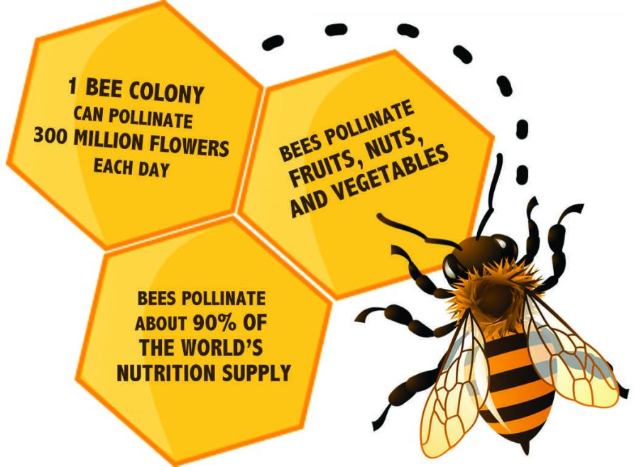 The buzz about bees: Greenpeace.org outlines the pros of honey bees for our ecosystem, and the damaging effects their decline may have.
Graphic by Melina Esparza,  Photo Editor