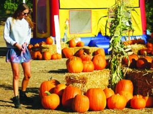 Picking pumpkins: Cal Lutheran student, Camilla Jarnum, checking out pumpkins to carve. Photo by: Charlotte Luisa - Staff Photographer