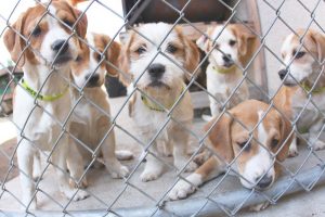 Puppy Love: Shelter dogs, along other animals, wait in cages to be chosen for adoption.  Photo by  Goldstardeputy via Flicker 