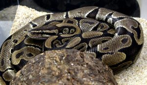 Coiled Creatures: One of the 15 snakes that reside in the Ahmanson Science Center. The reptiles are studied by professor Kris Karsten and students from his herpetology class.  Photo by Adrian Francis- Staff Photographer 