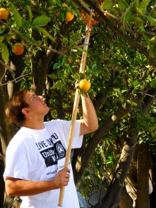 Harvesting oranges to share with the community in need: Moorpark College student Ben Argabrite said he came with his friend Bailey Borup, a student at Cal Lutheran, to one of the Day of Caring projects on Saturday. Argabrite and Borup came together with other students and individuals from the Ventura County community to help Food Forward, a non-profit organization that donates unwanted or leftover food to those in need.  Photo by Aliyah Navarro - Photojournalist