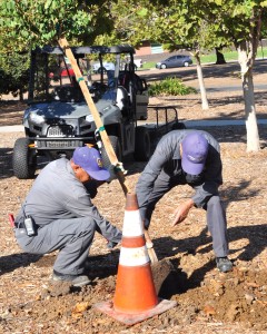 Cleaning up the county: Staff from the university Grounds department set one of the 44 trees into the newly overturned soil. The Grounds Department oversees the maintenance of all 245 acres of the university. Photo by Francisco Atkinson - Photojournalist