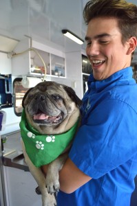 Ain’t nothin’ but a hound dog: Elvis the 6-year-old pug is available for adoption through the Lucy Pet Foundation.  Jake (above) said he has been working with the Lucy Pet Foundation for 2.5 years. Photo by Sarah Harber - Photojournalist