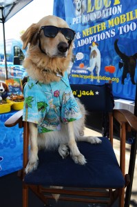 Jack the golden retriever has a personal line of shampoo and conditioner. Portions of the proceeds go to aid homeless animals. Photo by Sarah Harber - Photojournalist