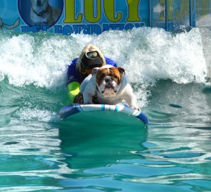 Hang 10, dude: Homer, the five-year-old English bulldog, surfed to stardom on the “Lucy Pet Gnarly Crankin’ Wave Maker.” Photo by Sarah Harber - Photojournalist