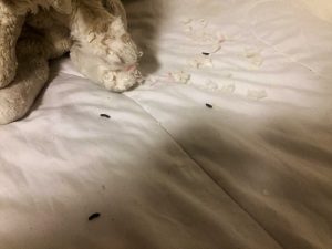 Resident rodents: (Top) De Leon said she found rodent droppings on her bed after winter break.  Photo provided by Alex De Leon