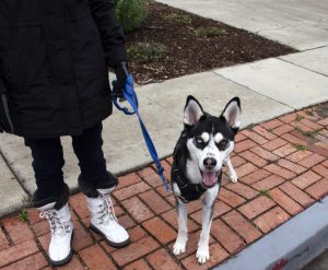 Roo is a Husky/German Shepherd mix. Her owner, Shannon Levy, lives across the street and has been bringing Roo to campus for a year to socialize her.  Photo by Jessica Colby- Photojournalist. 