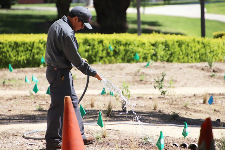 Spring has sprung: Groundskeeper Alberto Ramos waters the native plants near the Pearson Library individually to make sure each gets the proper amount of water. The garden project is still a work in progress.
Photo by Arianna Macaluso - Photo Editor