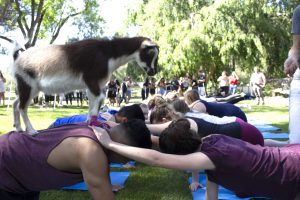 Baby ‘goat’ back: Along with goat yoga, Hello Critter Nigerian Dwarf goats serve as hiking companions, muses for creative writing workshops, models for life drawing classes, co-creators in Goat Improv workshops and sound bath therapy yoga sessions, according to the organization website. Photo by Jessica Colby - Photojournalist