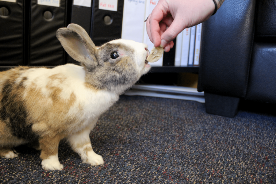 Nemo, the male therapy rabbit, receives dried bananas– his favorite treat– from his handler and Interim Director of CAPS Beth Turner, who is credited with bringing these rabbits to Cal Lutheran’s campus. 