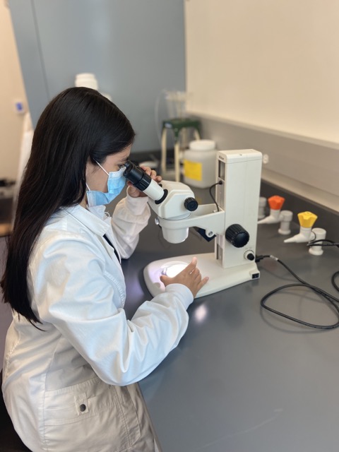 Keury M. Ortiz Hernández analiza el número de microfibras presentes en una muestra de ostrea bajo un microscopio óptico en el laboratorio de biología marina del Swenson Science Center.