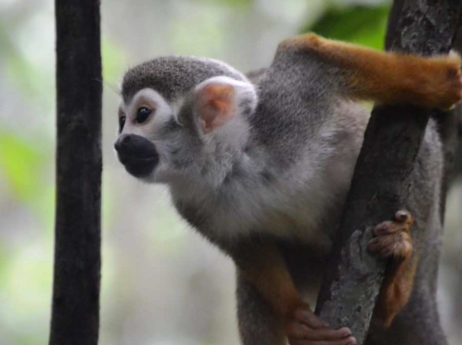 Assistant Professor of Biology Anita Stone received the largest National Science Foundation grant Cal Lutheran has ever been given to continue her research on the squirrel monkeys in the Amazon Rainforest. 