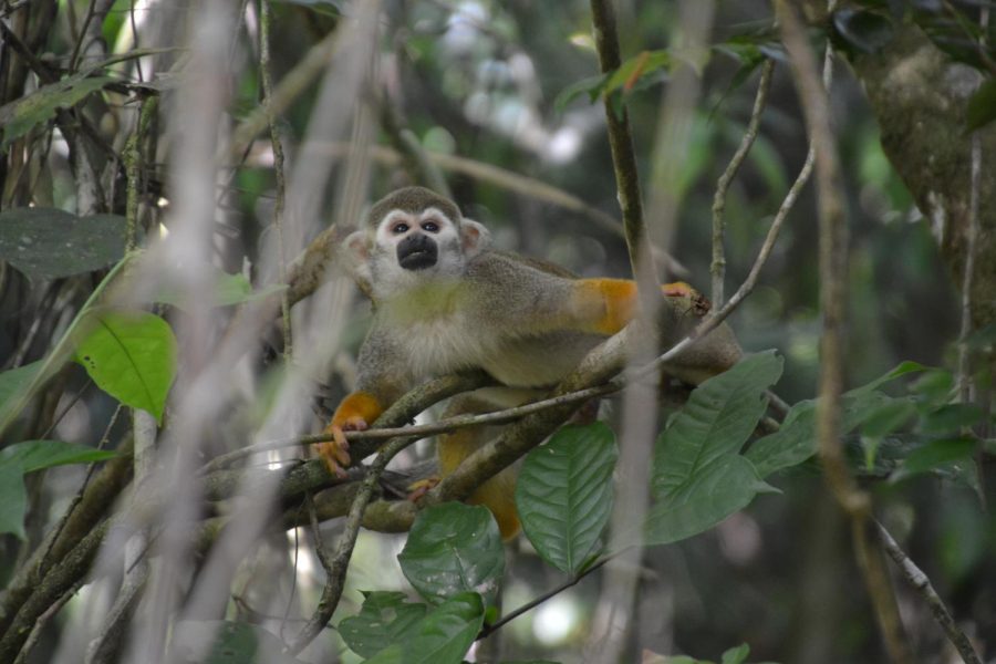 Squirrel monkey in a tree with branches out of focus around it.