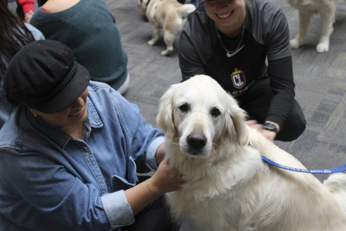Therapy dog, Aspen, sits in the center of attention at Pearson Library.
